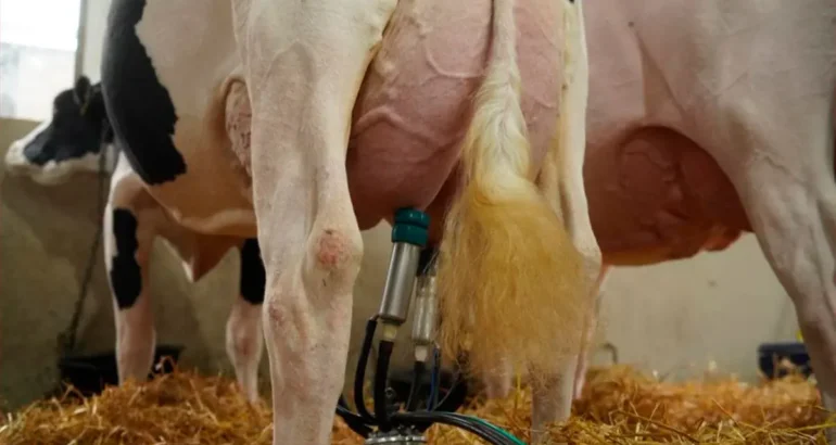 La vaca que dio casi 160 litros en cuatro ordeños y se consagró campeona argentina La vaca que dio casi 160 litros en cuatro ordeños y se consagró campeona argentina