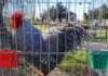 “Va a costar ver otro así”: vendió un gallo de raza en más $3 millones y marcó un récord “Va a costar ver otro así”: vendió un gallo de raza en más $3 millones y marcó un récord