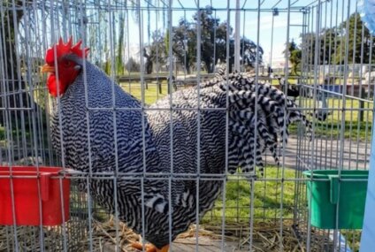 “Va a costar ver otro así”: vendió un gallo de raza en más $3 millones y marcó un récord “Va a costar ver otro así”: vendió un gallo de raza en más $3 millones y marcó un récord