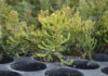 Más de 100.000 árboles nativos serán plantados en áreas afectadas por incendios en Chubut Más de 100.000 árboles nativos serán plantados en áreas afectadas por incendios en Chubut