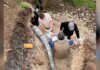 Hallan en la Provincia el «colmillo» de mastodonte más largo de Sudamérica Hallan en la Provincia el «colmillo» de mastodonte más largo de Sudamérica