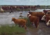 En alerta por El Niño, productores de Entre Ríos ya trasladan sus animales a campos más altos En alerta por El Niño, productores de Entre Ríos ya trasladan sus animales a campos más altos