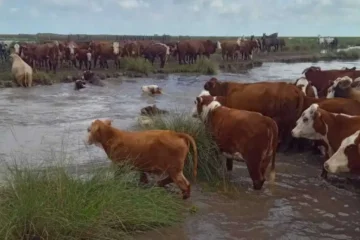 En alerta por El Niño, productores de Entre Ríos ya trasladan sus animales a campos más altos En alerta por El Niño, productores de Entre Ríos ya trasladan sus animales a campos más altos