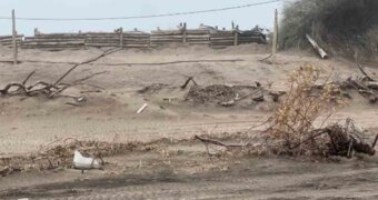 Pehuen Co: denuncian que una bajada a la playa fue bloqueada con palos por vecinos Pehuen Co: denuncian que una bajada a la playa fue bloqueada con palos por vecinos