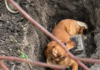 Salvaje episodio en Monte Grande: intentó enterrar vivo a su perro y lo rescataron Salvaje episodio en Monte Grande: intentó enterrar vivo a su perro y lo rescataron