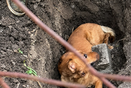 Salvaje episodio en Monte Grande: intentó enterrar vivo a su perro y lo rescataron Salvaje episodio en Monte Grande: intentó enterrar vivo a su perro y lo rescataron