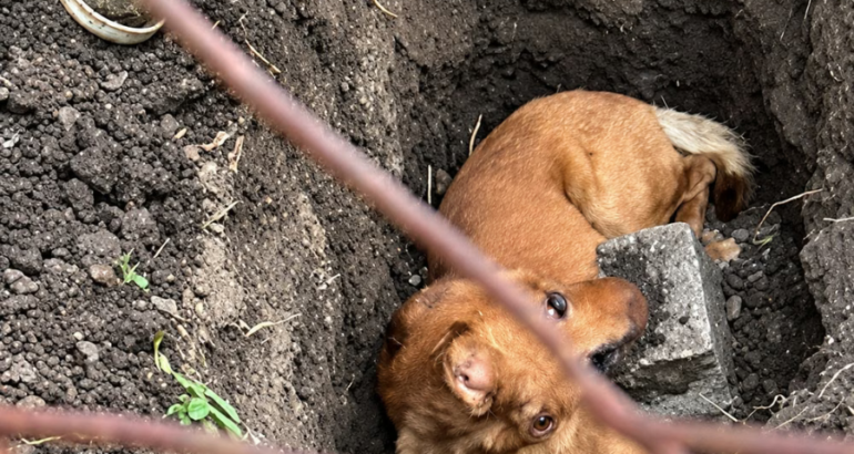 Salvaje episodio en Monte Grande: intentó enterrar vivo a su perro y lo rescataron Salvaje episodio en Monte Grande: intentó enterrar vivo a su perro y lo rescataron