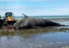 Alarma en Puerto Madryn: encontraron cinco ballenas muertas en menos de 48 horas Alarma en Puerto Madryn: encontraron cinco ballenas muertas en menos de 48 horas