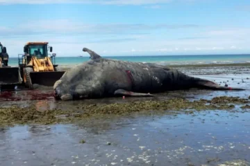 Alarma en Puerto Madryn: encontraron cinco ballenas muertas en menos de 48 horas Alarma en Puerto Madryn: encontraron cinco ballenas muertas en menos de 48 horas