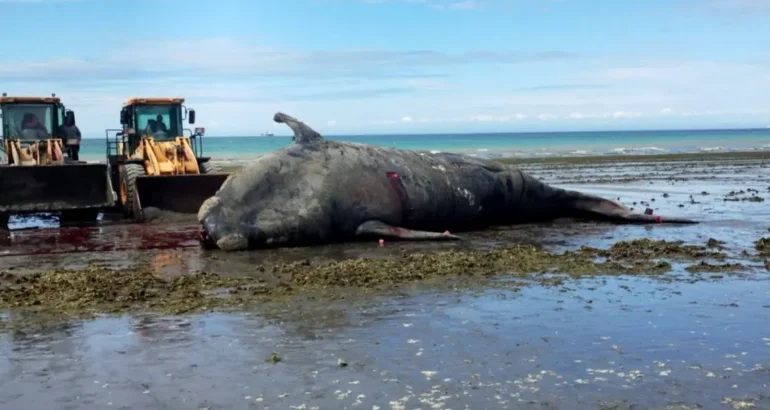 Alarma en Puerto Madryn: encontraron cinco ballenas muertas en menos de 48 horas Alarma en Puerto Madryn: encontraron cinco ballenas muertas en menos de 48 horas