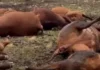 Un rayo fulminó a 13 animales en un campo de La Pampa Un rayo fulminó a 13 animales en un campo de La Pampa