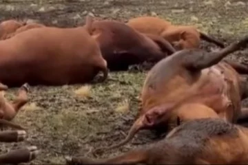 Un rayo fulminó a 13 animales en un campo de La Pampa Un rayo fulminó a 13 animales en un campo de La Pampa