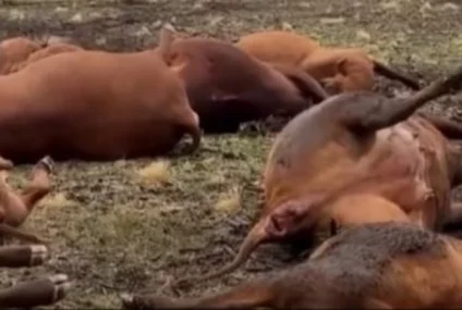 Un rayo fulminó a 13 animales en un campo de La Pampa Un rayo fulminó a 13 animales en un campo de La Pampa