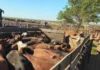 Estafa millonaria en La Pampa con la compra de casi 600 animales con cheques sin fondos Estafa millonaria en La Pampa con la compra de casi 600 animales con cheques sin fondos