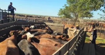Estafa millonaria en La Pampa con la compra de casi 600 animales con cheques sin fondos Estafa millonaria en La Pampa con la compra de casi 600 animales con cheques sin fondos