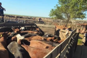 Estafa millonaria en La Pampa con la compra de casi 600 animales con cheques sin fondos Estafa millonaria en La Pampa con la compra de casi 600 animales con cheques sin fondos