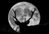Horóscopo semanal: llega la Luna Llena del Cazador y cómo le afecta a tu signo Horóscopo semanal: llega la Luna Llena del Cazador y cómo le afecta a tu signo