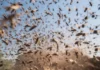 Super Niño: aseguran que el sudoeste bonaerense tendrá un verano cargado de mosquitos Super Niño: aseguran que el sudoeste bonaerense tendrá un verano cargado de mosquitos