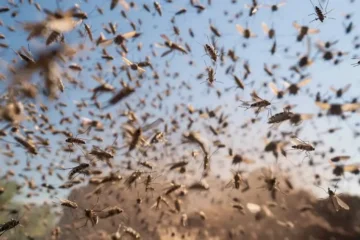 Super Niño: aseguran que el sudoeste bonaerense tendrá un verano cargado de mosquitos Super Niño: aseguran que el sudoeste bonaerense tendrá un verano cargado de mosquitos