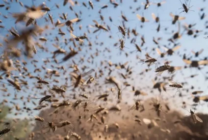 Super Niño: aseguran que el sudoeste bonaerense tendrá un verano cargado de mosquitos Super Niño: aseguran que el sudoeste bonaerense tendrá un verano cargado de mosquitos