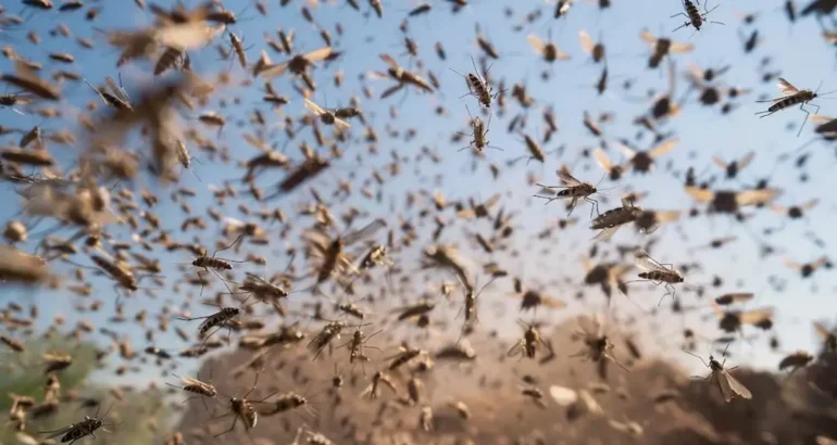 Super Niño: aseguran que el sudoeste bonaerense tendrá un verano cargado de mosquitos Super Niño: aseguran que el sudoeste bonaerense tendrá un verano cargado de mosquitos